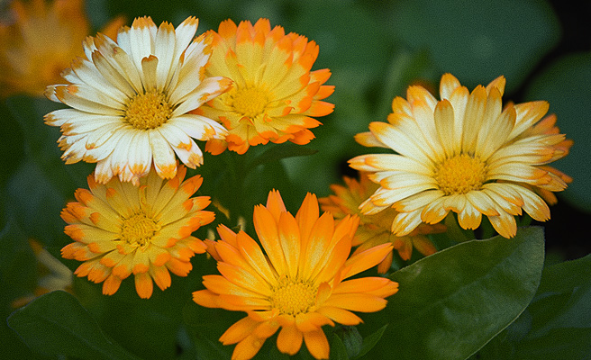 81991 Calendula officinalis ’Oopsy Daisy’